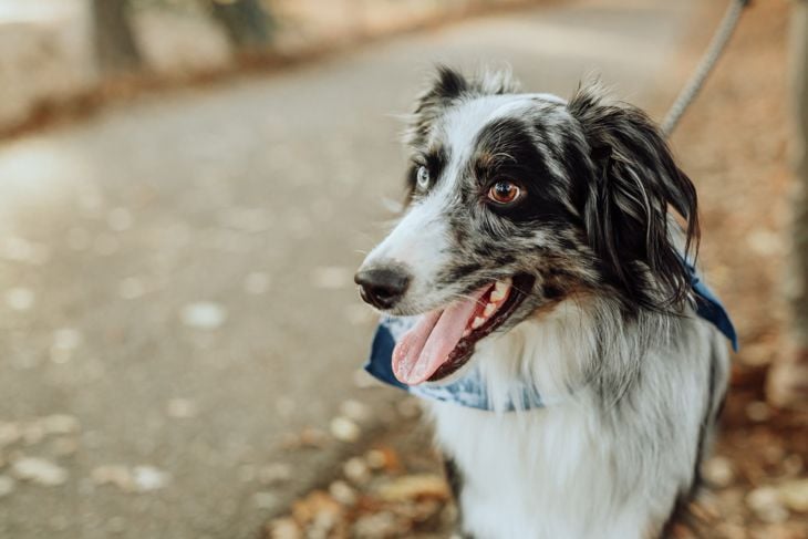 What Are the Pros and Cons of an Australian Shepherd?