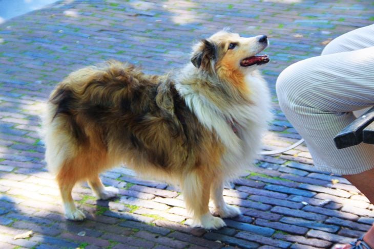 The Smartest Dog Breeds in the World