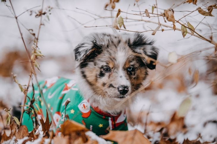 What Are the Pros and Cons of an Australian Shepherd?