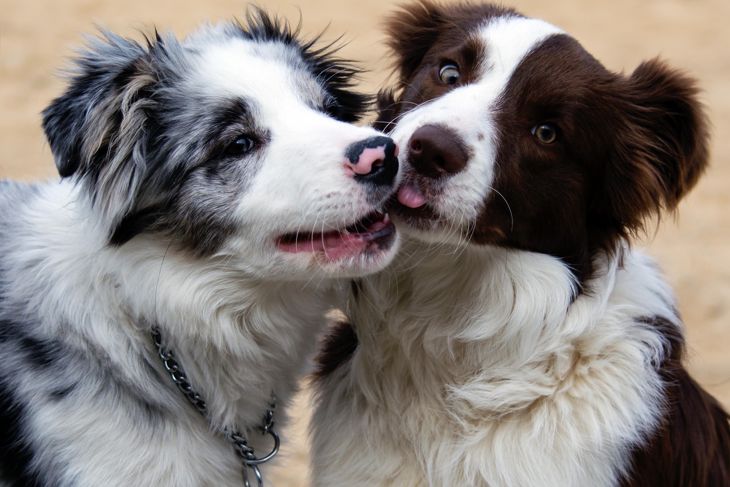 The Smartest Dog Breeds in the World