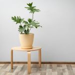 Houseplants You Can't Kill by Overwatering