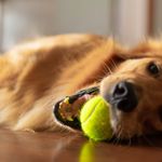 How to Keep Your Dog Entertained While Staying Inside