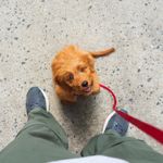 Puppy Potty Training Tips