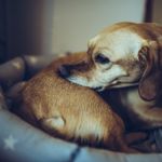 How to Get Rid of Fleas