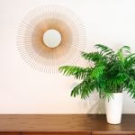 Unique Non-Toxic House Plants Safe for Kids, Cats, and Dogs