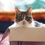 Easy Ways to Make Your Home Perfect for Your Furry Friends