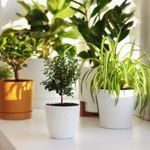 Air-Purifying Plants Aren't a Complete Myth