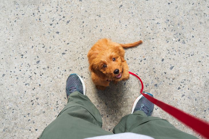 Puppy Potty Training Tips