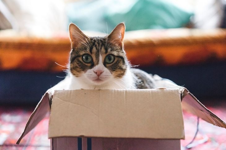 Easy Ways to Make Your Home Perfect for Your Furry Friends