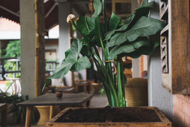 Peace lily, green big and tall plant in a wooden box pot with coffee beans powder fertiliser, indoors design and decor ideas, terrace inside the house, gardening ideas at home