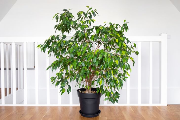 Beautiful lush houseplant Ficus benjamina, commonly known as weeping fig, benjamin fig or ficus tree growing in modern white home room.