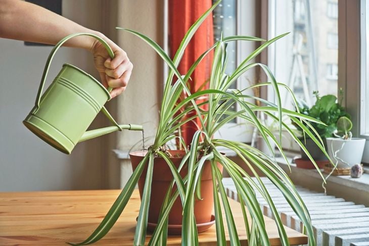 Woman watering Spider plant (Chlorophytum). Housewife taking care of home plants at her home, watering houseplants with a green watering can. Proper care and maintenance of plants. 