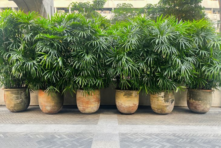 
Broad Lady Palm or Bamboo palm, scientific name is Chamaedorea seifrizii, looks like a clump, about 2-4 meters tall. The leaves are lobed like a fan. Shiny dark green