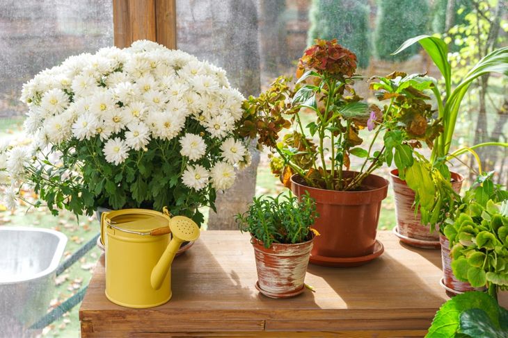 Collection of flowers in pots, decorative watering can on wooden shelf in greenhouse. White blooming chrysanthemum bush in pot and green plants on window background
