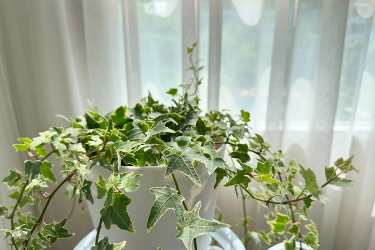English ivy variegated in the white flower pot