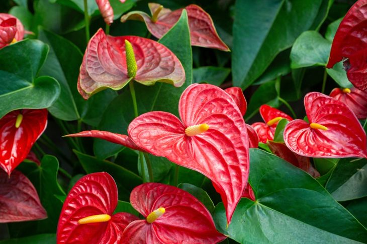 Flamingo flower Anthurium sp. Anthurium andraeanum (Flamingo Flower) The Leaves Flowers.