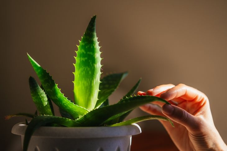 Hand delicately touching the leaf of an aloe vera plant, highlighting the medicinal and cosmetic properties of this succulent known for its healing and moisturizing benefits