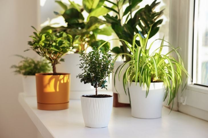Air-Purifying Plants Aren't a Complete Myth