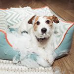 Interpreting Your Dog's Behavior