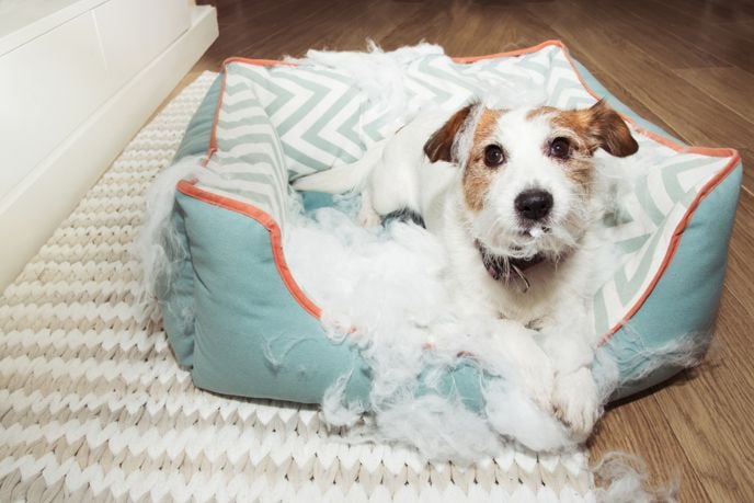 Interpreting Your Dog's Behavior
