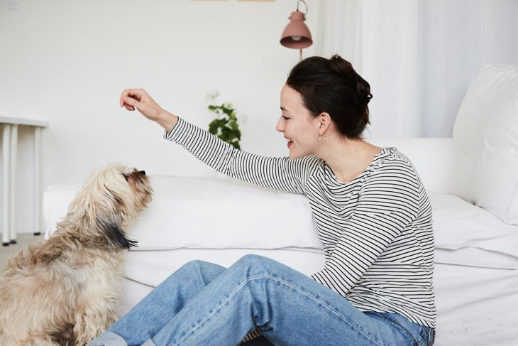 Great Tricks to Teach Your Dog When You're Bored at Home