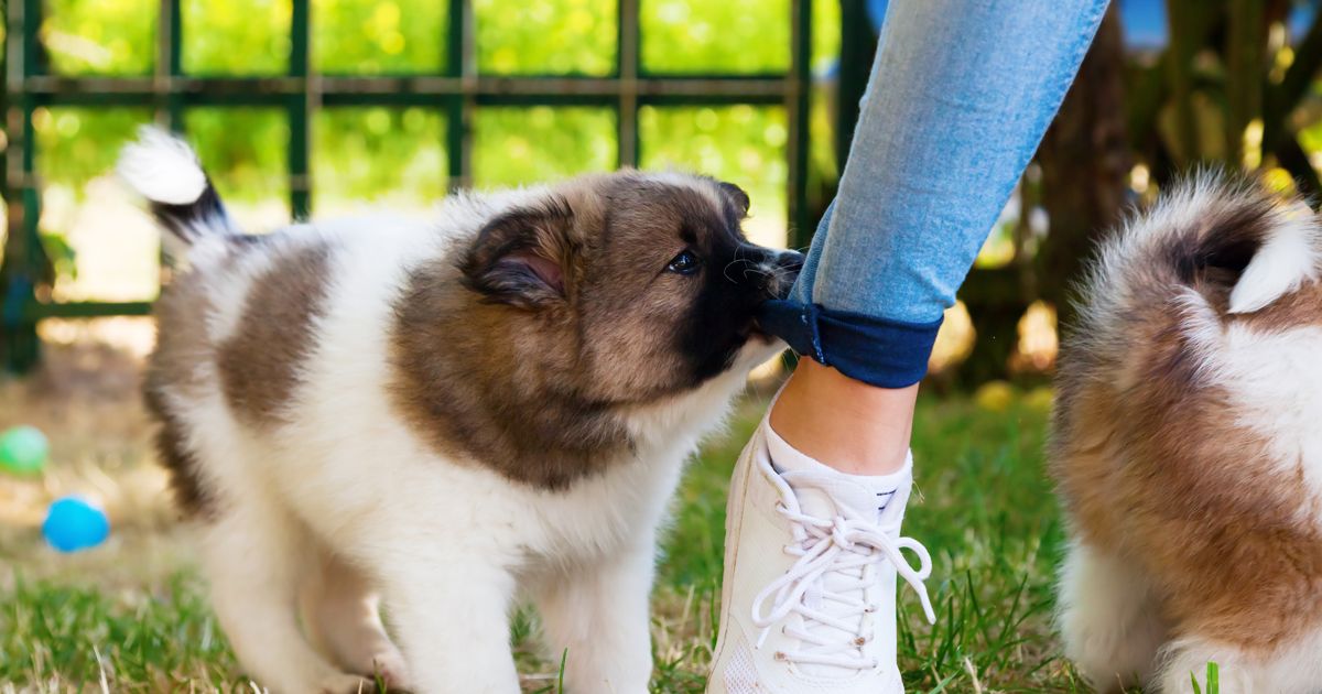 How to Teach Your Puppy to Stop Biting Facty