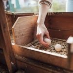 DIY Chicken Coop Ideas for Every Home