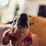 How to Stop Your Dog from Constantly Barking