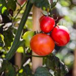 Top Tips for Growing the Perfect Tomatoes