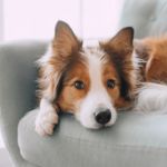 Boost Your Dog's Health With Coconut Oil