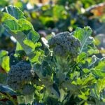 Get Your Greens by Growing Your Own Broccoli