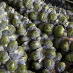 Tips for Successfully Growing Brussels Sprouts