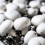 Having Fun with Fungus: A Guide to Growing Mushrooms