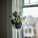 Spruce Up Your Space with Hanging Indoor Plants