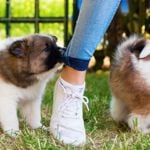 How to Teach Your Puppy to Stop Biting
