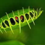 Beautiful Carnivorous Plants for Any Garden