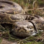 Get to Know the Longest Snakes in the World