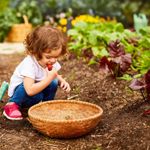 How To Grow Your Own Juicy Strawberries
