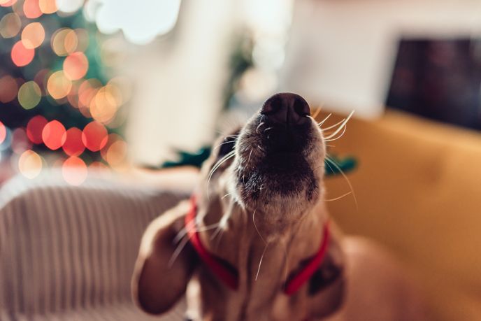 How to Stop Your Dog from Constantly Barking