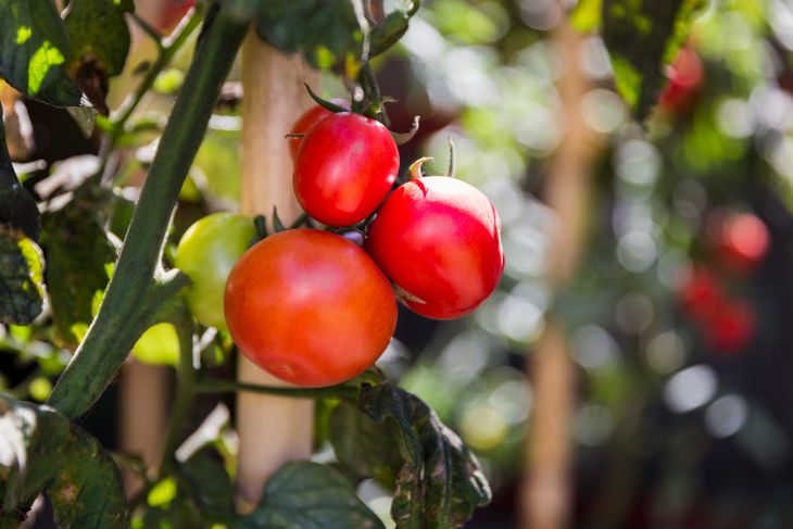 Top Tips for Growing the Perfect Tomatoes