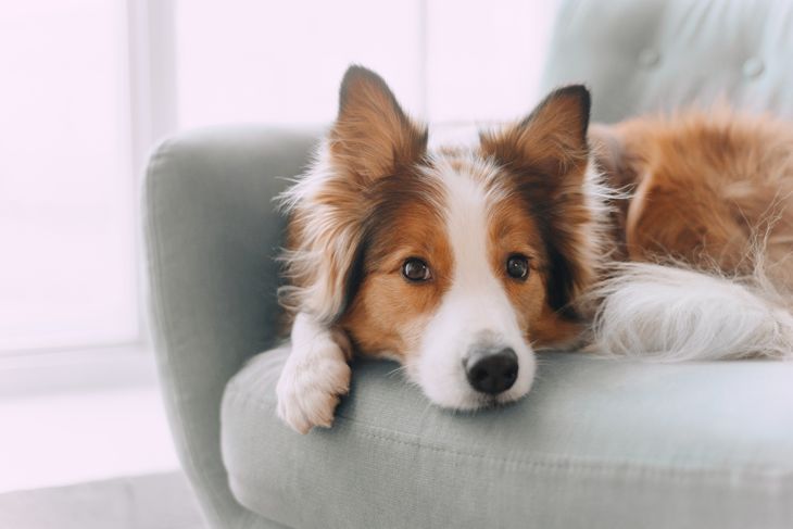 Boost Your Dog's Health With Coconut Oil