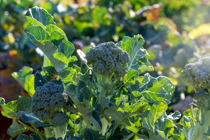 Get Your Greens by Growing Your Own Broccoli