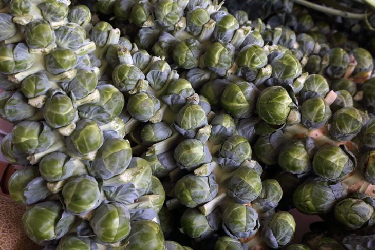 Tips for Successfully Growing Brussels Sprouts