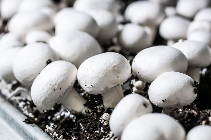 Having Fun with Fungus: A Guide to Growing Mushrooms