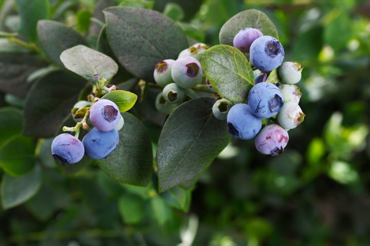 Bring Color to Your Garden by Growing Blueberries