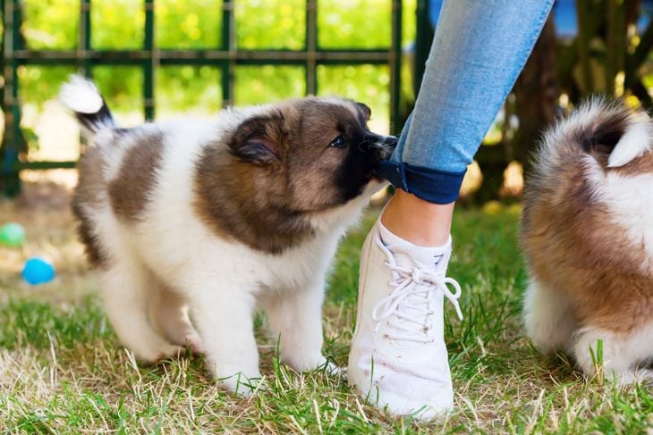 How to Teach Your Puppy to Stop Biting