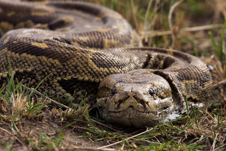 Get to Know the Longest Snakes in the World