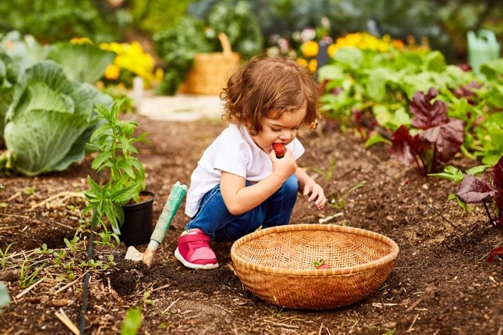How To Grow Your Own Juicy Strawberries