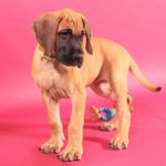 Gentle Giants: Everything You Need to Know About Great Danes