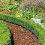 Enjoy Year-Round Beauty with Evergreen Shrubs